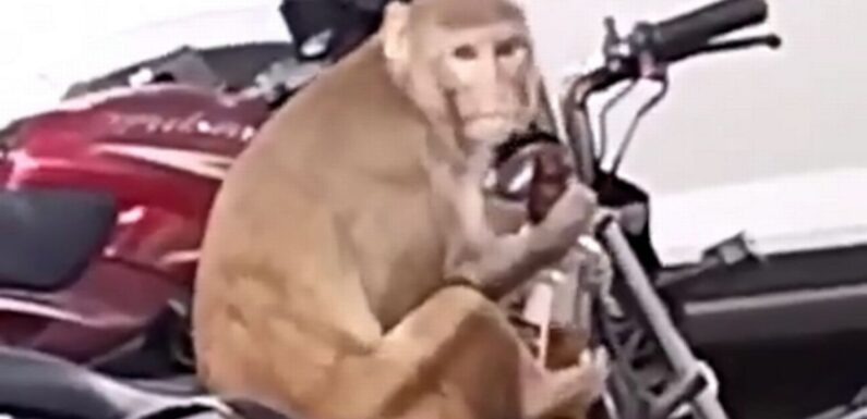 Monkey steals whiskey bottle from biker to chug – on national ‘no drinking’ day