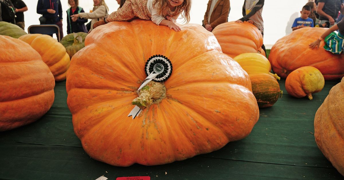 Monster crop enthusiasts treat veg ‘like kids’ to out-grow Americans on TikTok