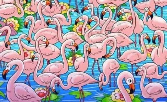 Only people with X-ray vision can spot the girl hiding among the flamingos