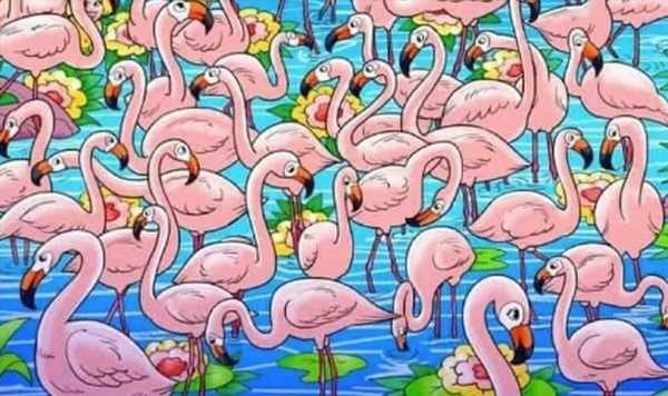 Only people with X-ray vision can spot the girl hiding among the flamingos