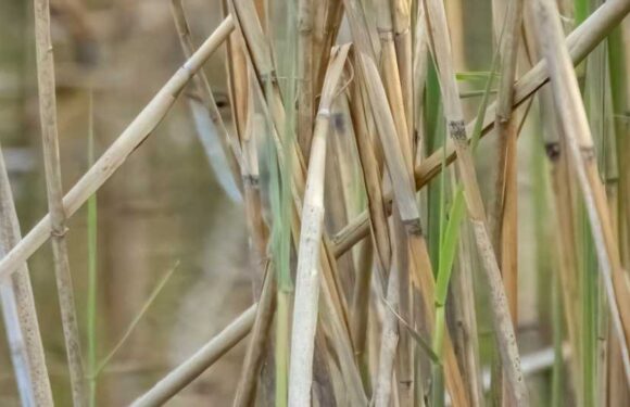 You have 20/20 vision if you spot adorable little bird hidden amongst the reeds on nature reserve in under 10 seconds | The Sun
