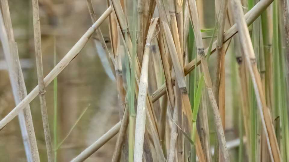 You have 20/20 vision if you spot adorable little bird hidden amongst the reeds on nature reserve in under 10 seconds | The Sun