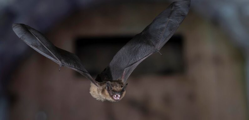Bat has penis so long it can’t have sex – instead uses it as ‘extra arm’
