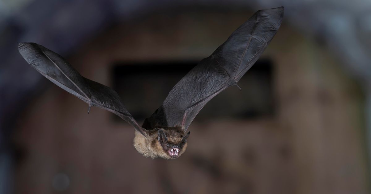 Bat has penis so long it can’t have sex – instead uses it as ‘extra arm’