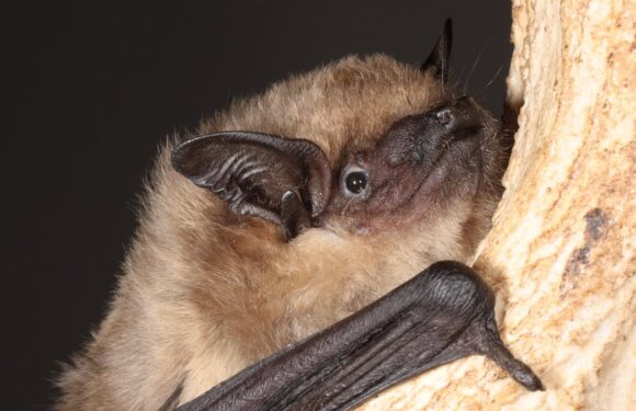 Bats use their penis as an 'arm' during sex, study finds