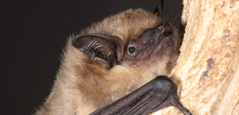 Bats use their penis as an 'arm' during sex, study finds