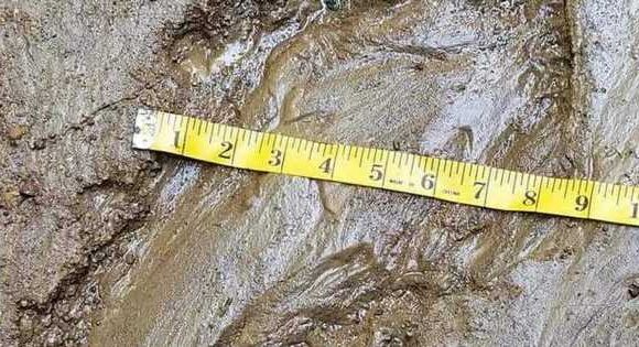 Bigfoot hunter discovers single nine-inch footprint in with five stumpy toes