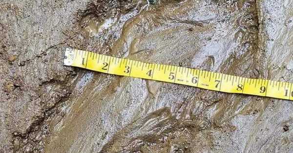 Bigfoot hunter discovers single nine-inch footprint in with five stumpy toes