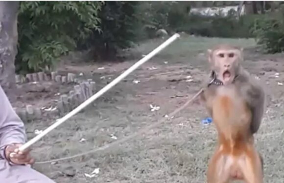 Dancing monkeys kept on leads found to have disturbing levels of constant stress