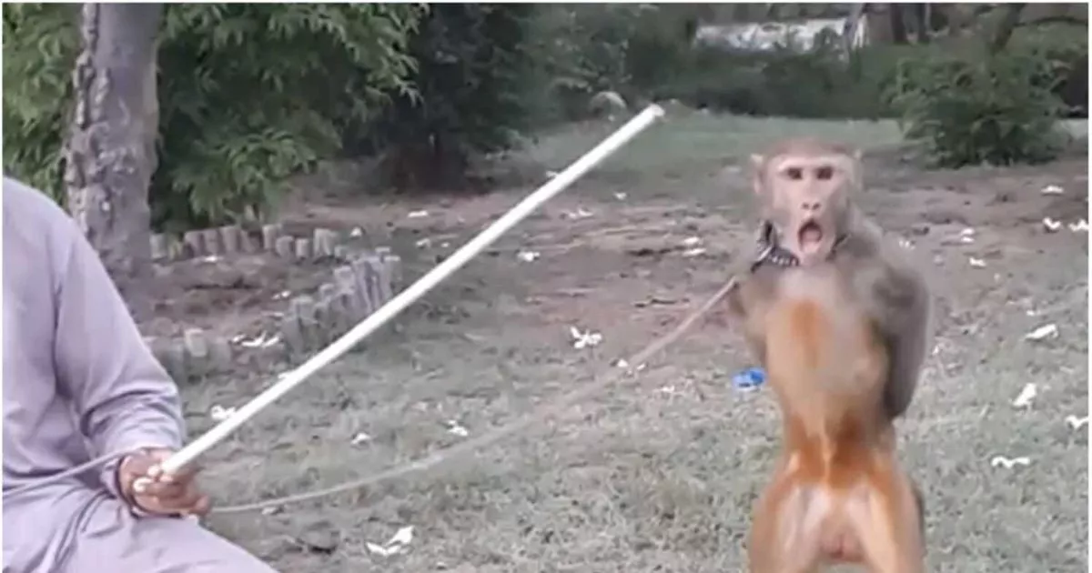 Dancing monkeys kept on leads found to have disturbing levels of constant stress