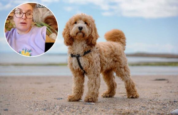 I’m a dog trainer – the worst behaviours from the most popular breeds – it’s bad news if you have a Cockapoo | The Sun