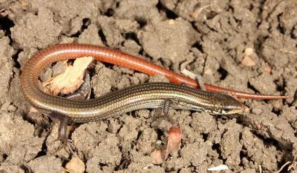 Lizard feared to be extinct is rediscovered in Australia 42 years after last sighting