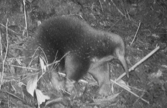 Long-lost mammal rediscovered in remote Indonesia mountains