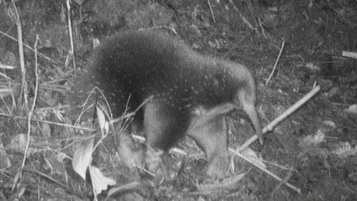 Long-lost mammal rediscovered in remote Indonesia mountains