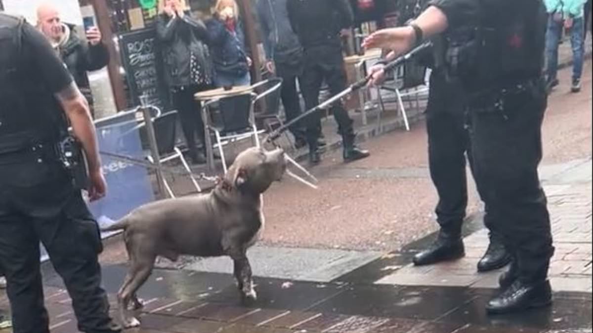 Moment locals TURN on police for seizing 'vicious' XL Bully dog