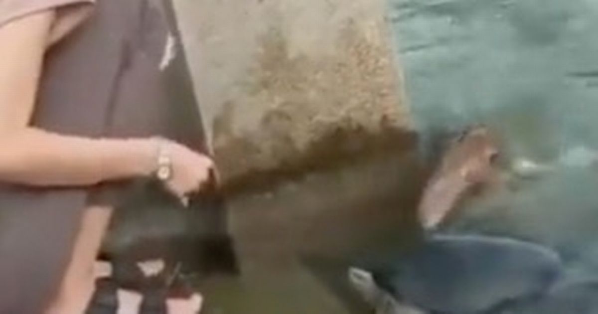 ‘Mystery beast’ startles woman feeding turtles as it lunges at her in the water