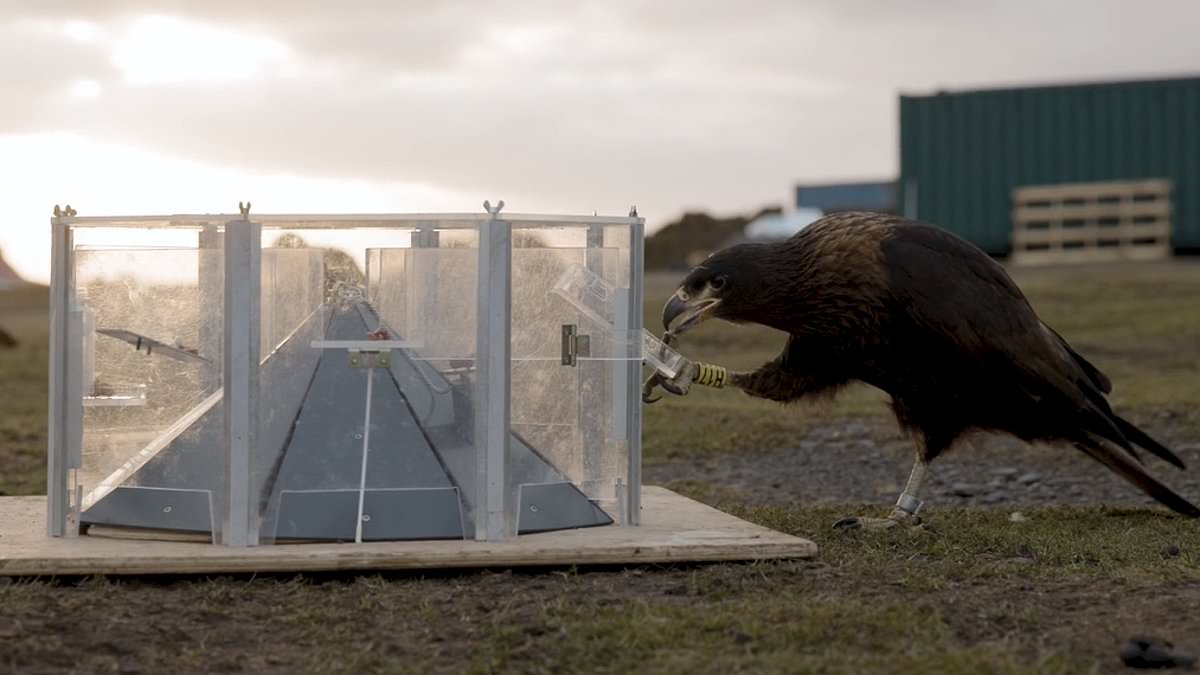 Not so bird-brained after all! Wild falcons solve puzzles in minutes