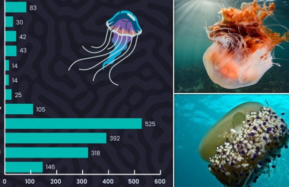 Record numbers of jellyfish are flocking to British waters