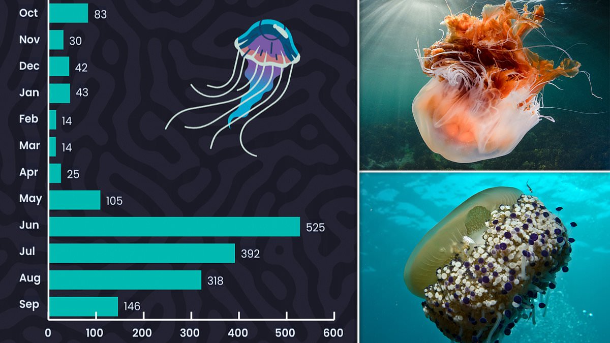 Record numbers of jellyfish are flocking to British waters