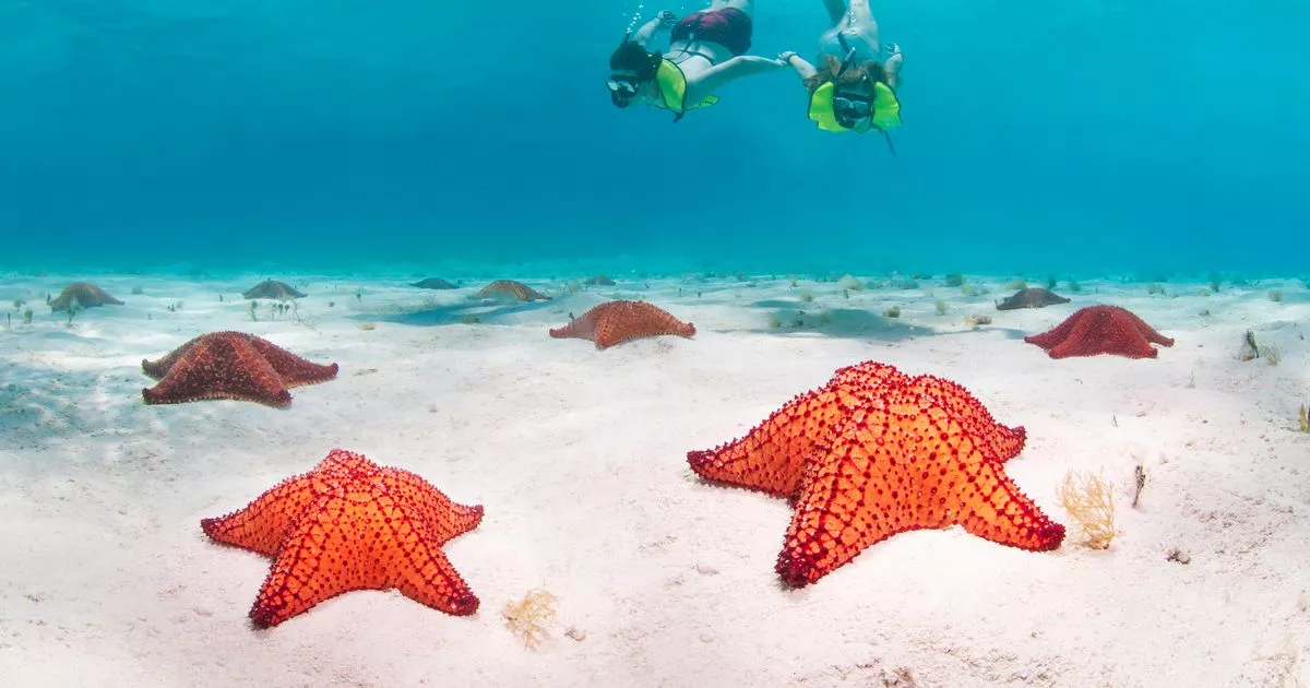 Sea creature is ‘disembodied head walking on its lips with anus pointing up’