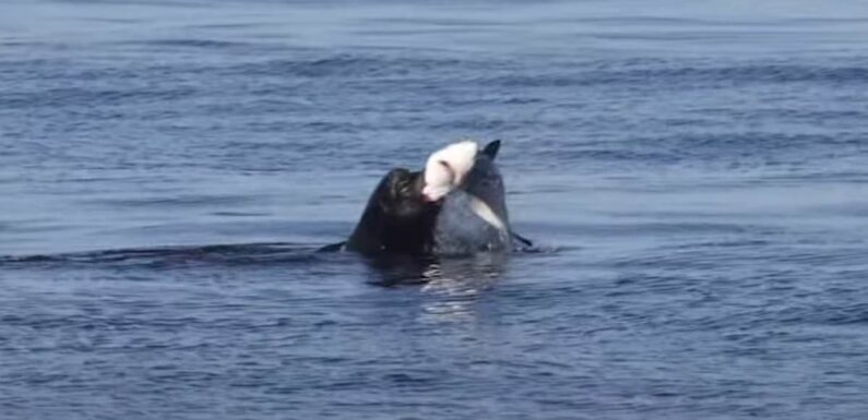 Sea lion rips apart a SHARK off the coast of California in video