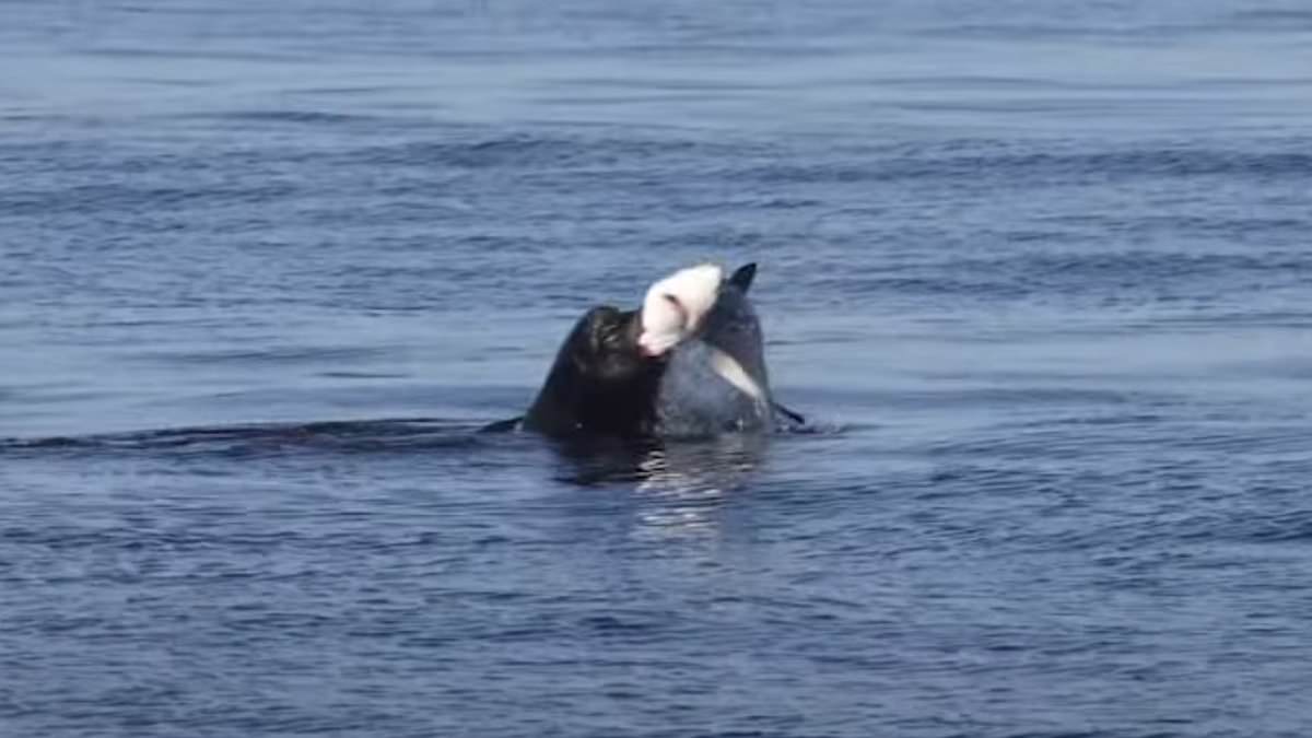 Sea lion rips apart a SHARK off the coast of California in video