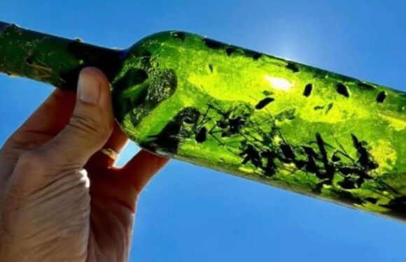 ‘Witch bottles’ meant to thwart evil spells are washing up on Texas shores