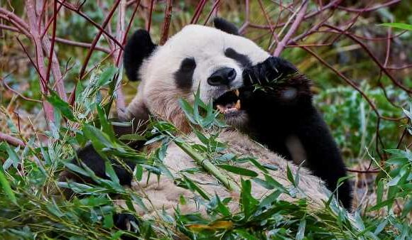 Are giant pandas the LAZIEST lovers in the animal kingdom?