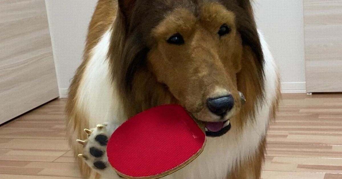 Bloke who spent £12.5k to become a ‘dog’ takes on Crufts-style agility course