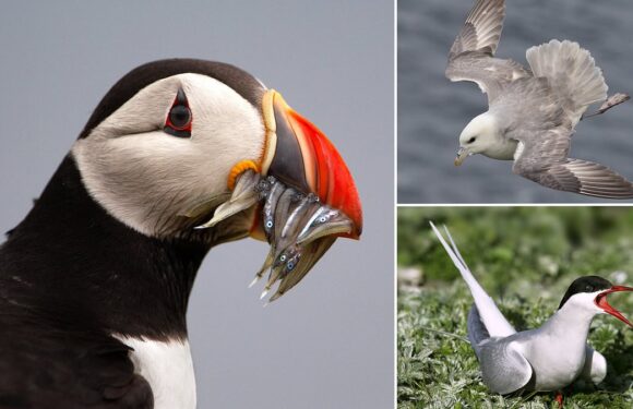 British seabirds including Puffins are at risk of EXTINCTION