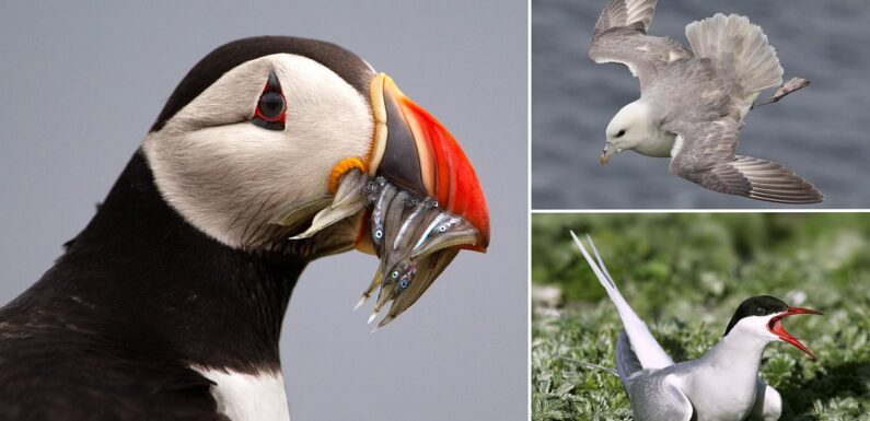 British seabirds including Puffins are at risk of EXTINCTION
