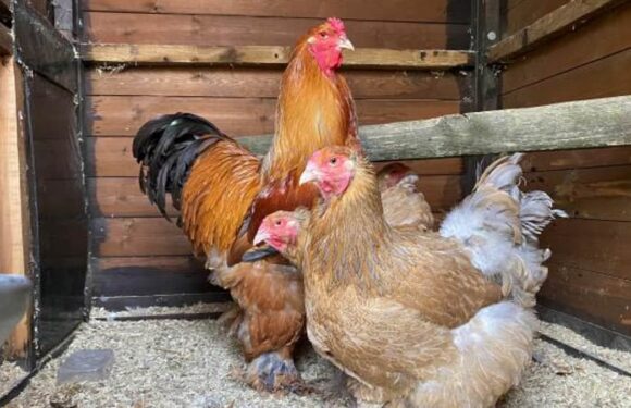 Council tells chicken farmer to stop his cockerels from crowing