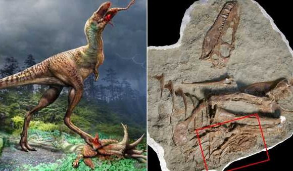 Dinosaur's final meal 75 million years ago was two BABIES