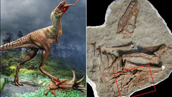 Dinosaur's final meal 75 million years ago was two BABIES