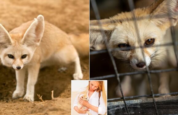 Forget dogs, now Britons are importing FOXES as pets