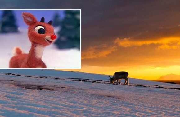 Forget's Rudolph's red nose! Reindeers eyes are night vision goggles