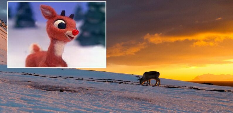 Forget's Rudolph's red nose! Reindeers eyes are night vision goggles