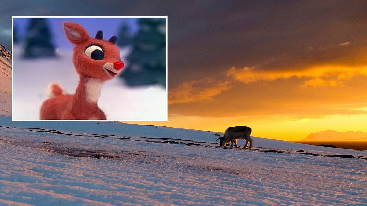 Forget's Rudolph's red nose! Reindeers eyes are night vision goggles