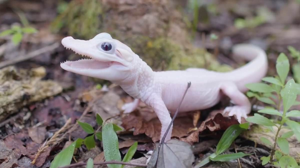 Gatorland welcomes solid white alligator with crystal blue eyes