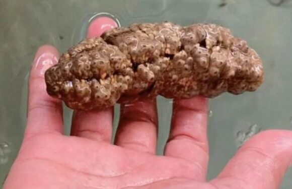 Gross sea creature that looks like feces may help fight CANCER