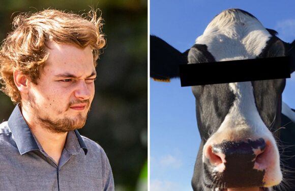 Man romped with cow and got trampled – he told farmers ‘I’m sorry, I f***ed up’