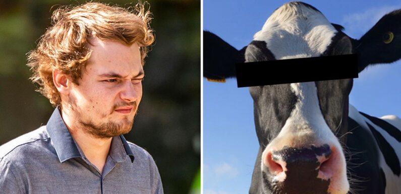 Man romped with cow and got trampled – he told farmers ‘I’m sorry, I f***ed up’