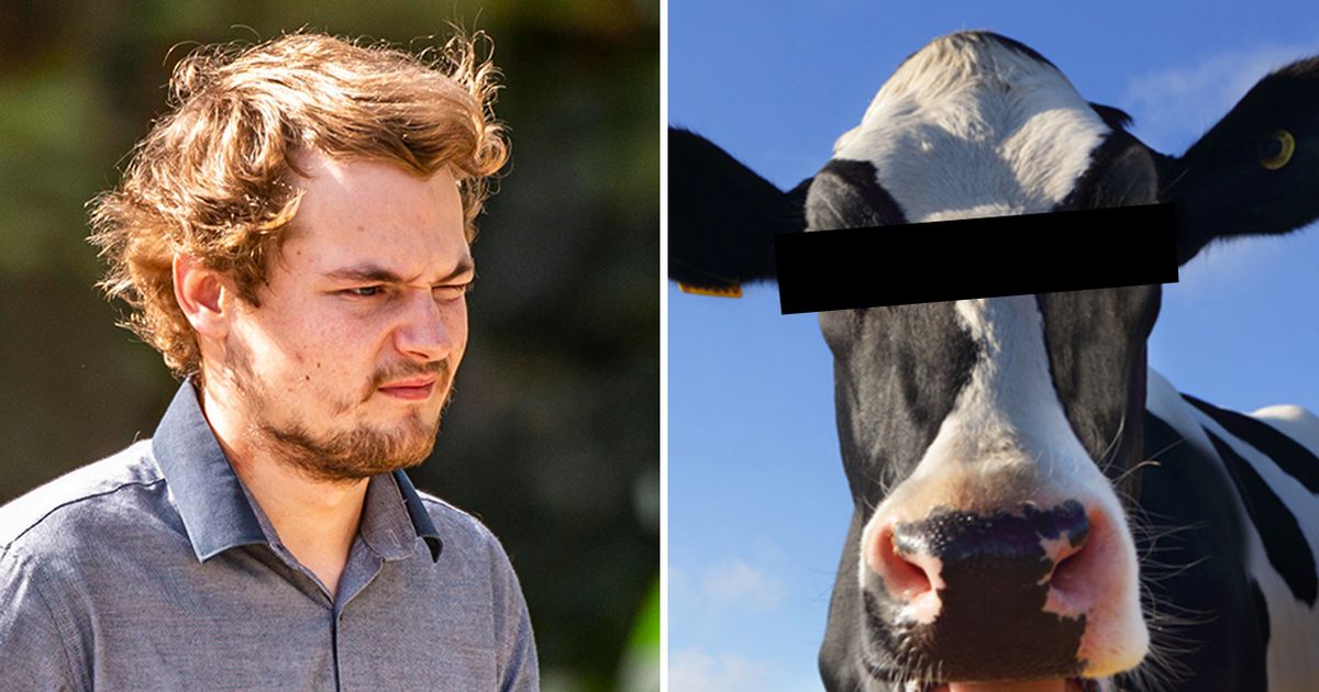 Man romped with cow and got trampled – he told farmers ‘I’m sorry, I f***ed up’