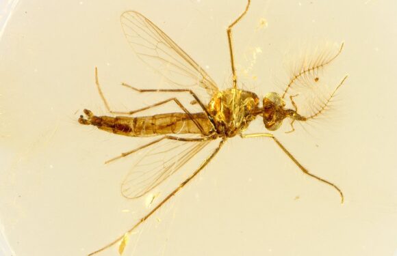 Mosquitoes frozen in amber 130 million years ago reveal surprise