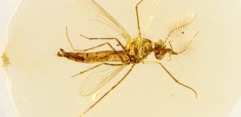 Mosquitoes frozen in amber 130 million years ago reveal surprise