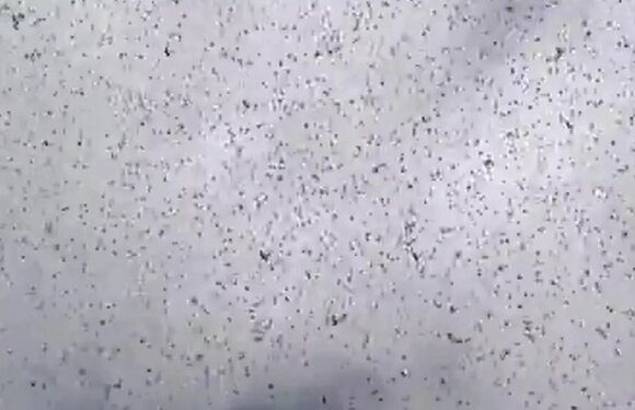 People fear ‘apocalypse has begun’ as locusts fill sky with swarm over city