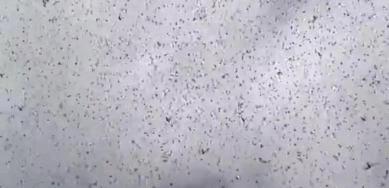 People fear ‘apocalypse has begun’ as locusts fill sky with swarm over city