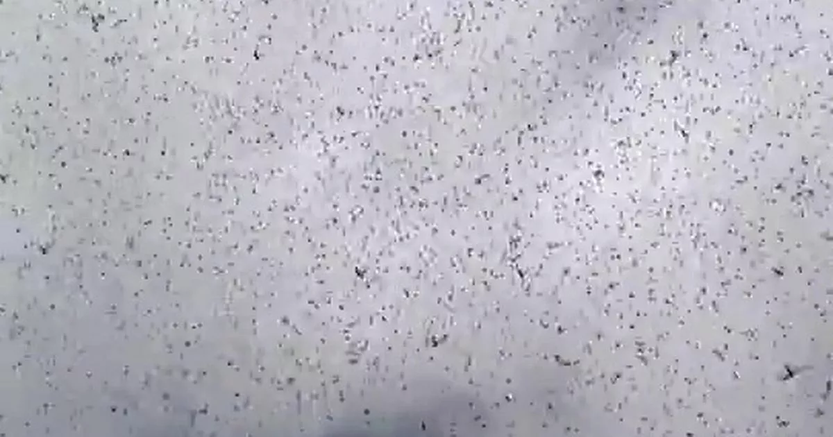 People fear ‘apocalypse has begun’ as locusts fill sky with swarm over city