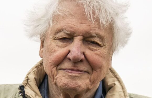 Sir David Attenborough's documentaries could be axed by BBC
