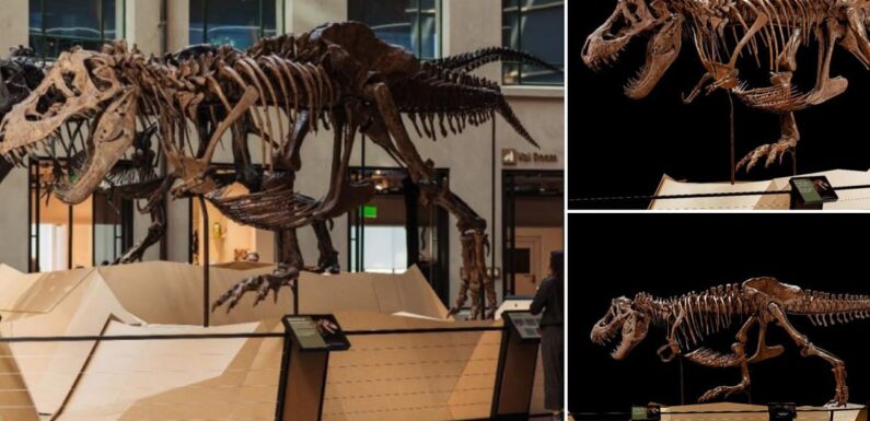 Skeletons of two T-Rexes go on display in a New Zealand museum